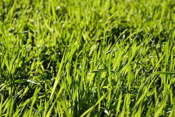 Green grass with dew. Close-up. Green natural background