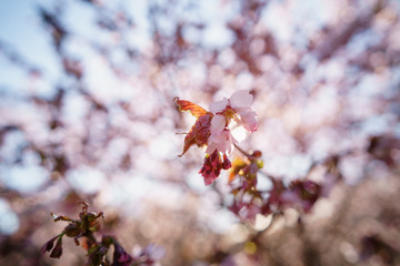 blossom sakura in warm spring sunset