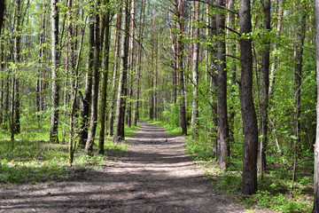 Path in the Pine Forest