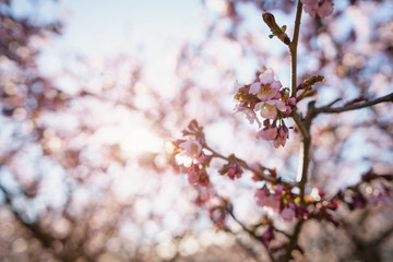 blossom sakura in warm spring sunset