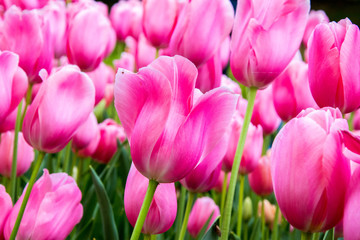tulipani - 154669133