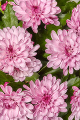 Pink chrysanthemum flowers closeup, floral background