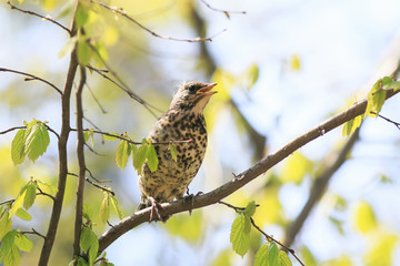 funny little chick Blackbird sitting in a tree waiting for parents