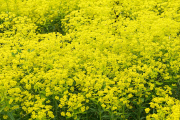 Yellow euphorbia flowering evergreen plant in a garden.