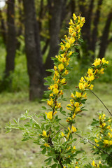 Yellow flowers of Russian broom plant