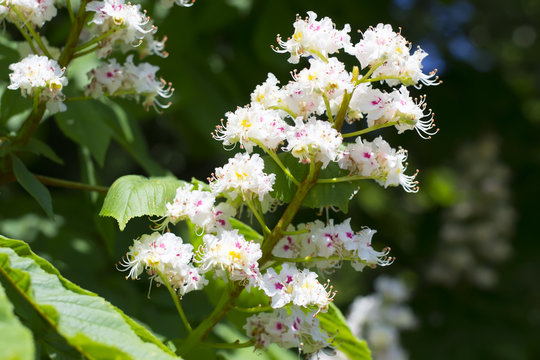 Spring blossoming chestnut flowers