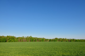 Wheat field on the forest background in Sunny day