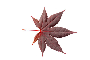 Japanese red marple tree leaf isolated
