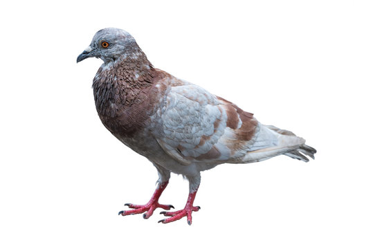 Domestic pigeon standing isolated on the cement ground