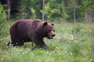 Obraz na płótnie Canvas The brown bear (Ursus arctos), big male walking along a green meadow in Finland