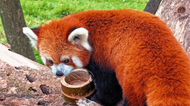 red panda, firefox or lesser panda (taxonomic name: ailurus fulgens, "shining cat") macro portrait