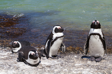 Obraz premium Jackass Penguins