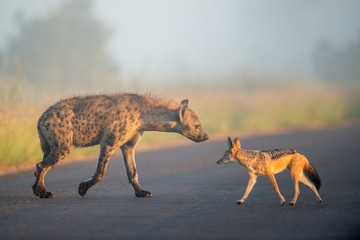 Hyena and Jackal