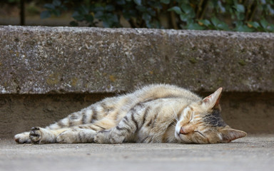 a lovely cat sleeping on the ground