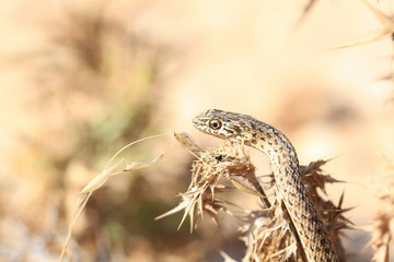 Close up of snake