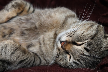 Fototapeta na wymiar Afternoon cat sleep