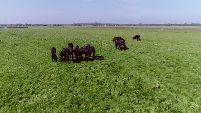 Aerial near group of black domesticated horses close together beautiful animals with healthy appearance eating the fresh green grass in meadow pasture summer day bright blue sky in background 4k
