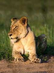 Lioness in Flowers