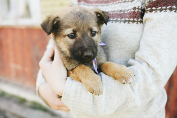 Puppies German shepherd
