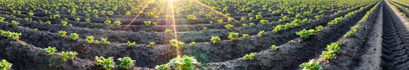 Karoffelacker mit untergehender Sonne, Panorama