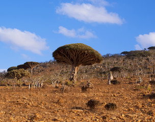 Fototapeta na wymiar Dracaena, on the island of Socotra, an exotic tree, Yemen