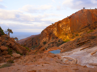 Socotra island, exotic wood on the beach, Yemen