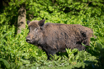 Naklejka na ściany i meble Wild boar Naturepark Netherlands