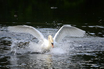 Schwan verteidigt sein Nest