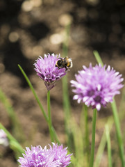 Hummel auf einer Schnittlauch-Blüte