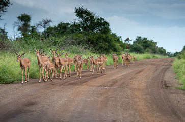 Group of Impala