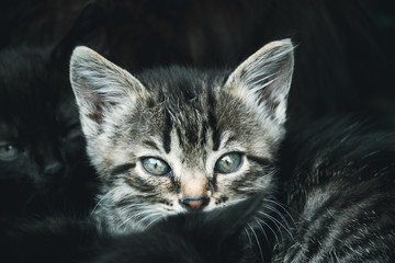 Маленькие милые домашние котята