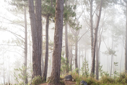 Pine trees at Sagada, Mountain Province, Philippines