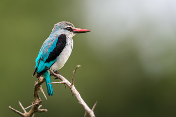 Woodland Kingfisher