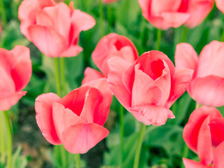 Pink Tulip