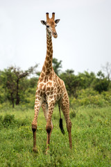 Walking Giraffe