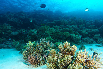 Coral garden at dramatic light in Yolanda reef