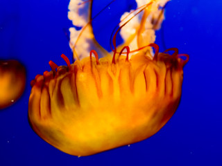 Pacific sea nettle, West Coast sea nettle, Jelly fish