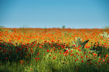 Poppy flowering