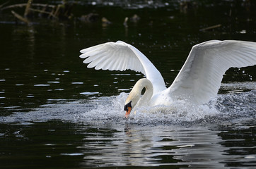 Schwan verteidigt sein Nest