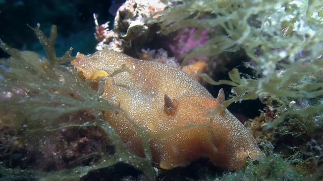 Costa Brava, diving the Mediterranean sea, Nudibranch, Spain