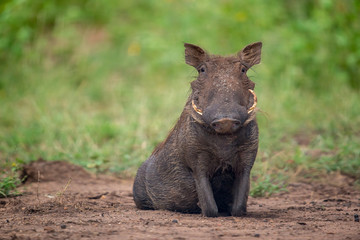 Cutest Warthog Ever