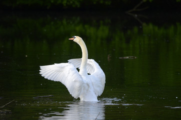 Fototapeta premium Schwan verteidigt sein Nest