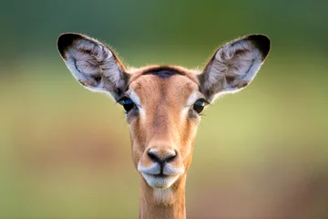 Fotobehang Impala Face © laurenpretorius
