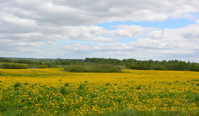 Beautiful spring horizontal landscape: a field of blooming yellow dandelions against a blue sky with white clouds, nature, countryside 