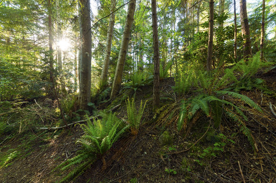 Pacific North West Rain Forest Landscapes Bowen Island Vancouver © Jason