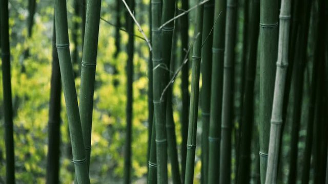 wind shaking bamboo,quiet atmosphere.