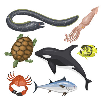 Set of different types of sea animals illustration tropical character wildlife marine aquatic fish