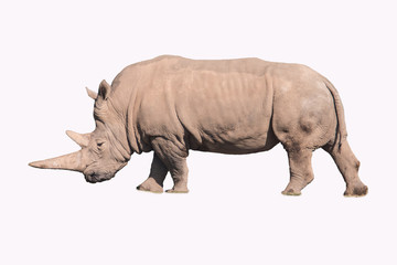 Rhinocéros sur fond blanc