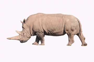 Papier peint photo autocollant rond Rhinocéros Rhinocéros sur fond blanc