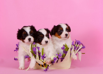 Three cute puppies are sitting in a flower basket. Fahlen with a red head on a pink background. Many beautiful white dogs in the summer studio shoot.